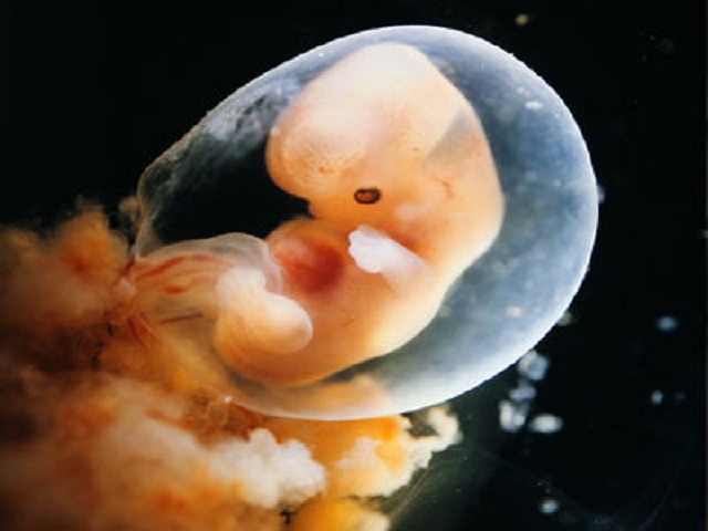 A quante settimane si sente il battito del feto?